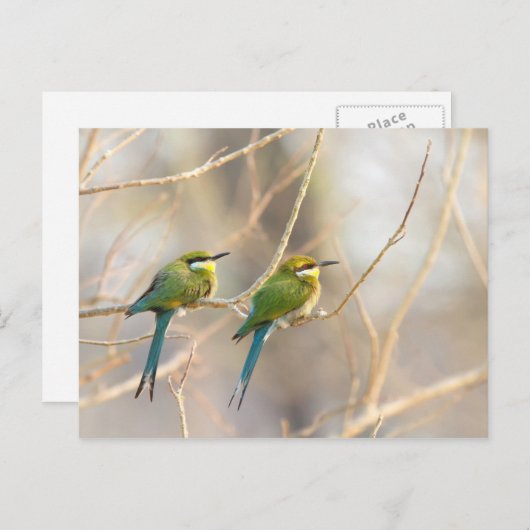 Carte Postale Deux Bee-eaters (Devant / Derrière)