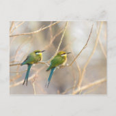 Carte Postale Deux Bee-eaters (Devant)