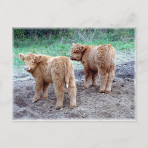 Carte Postale Deux belles queues !