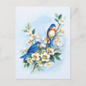 Carte Postale Deux Bluebirds (Devant)