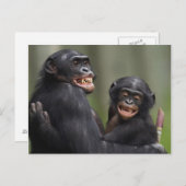 Carte Postale Deux bonobos souriants (Devant / Derrière)