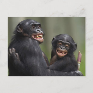 Carte Postale Deux bonobos souriants