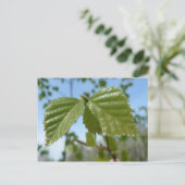 Carte Postale Deux bouleau (Debout devant)