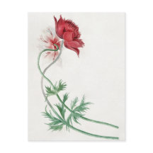 Deux branches avec une fleur - Michiel van Huysum.