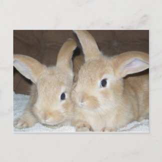Carte Postale Deux Bunnies d'or