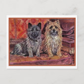 Carte Postale Deux Cairn Terriers (Devant)