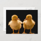 Carte Postale Deux canetons se regardant (Devant / Derrière)