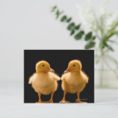 Carte Postale Deux canetons se regardant (Debout devant)