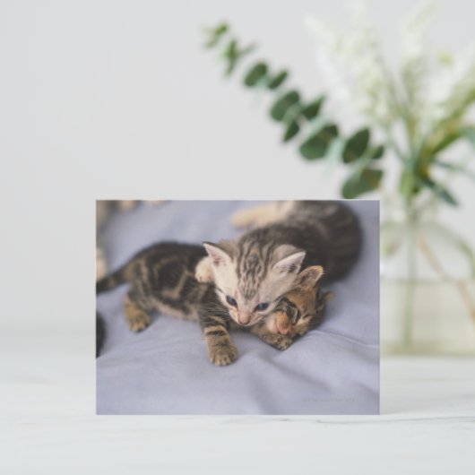 Carte Postale Deux chatons (Debout devant)