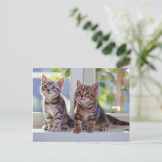 Carte Postale Deux chatons (Debout devant)