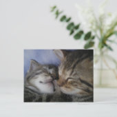 Carte Postale Deux chatons (Debout devant)