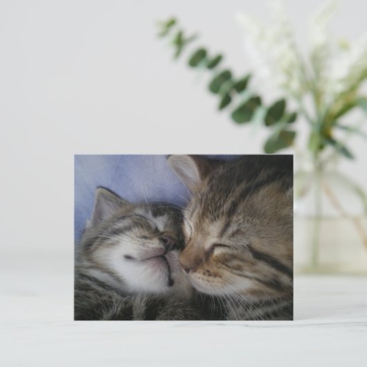 Carte Postale Deux chatons (Debout devant)