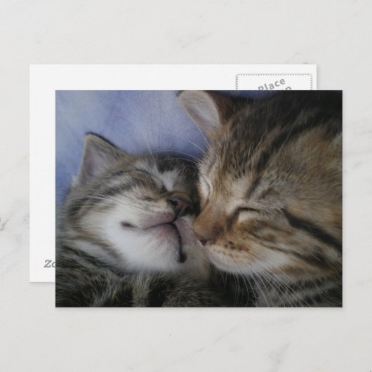 Carte Postale Deux chatons (Devant / Derrière)