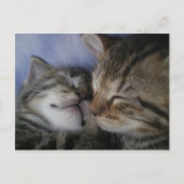 Carte Postale Deux chatons (Devant)