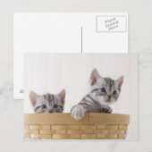 Carte Postale Deux chatons à air court américains (Devant / Derrière)