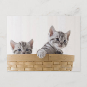 Carte Postale Deux chatons à air court américains