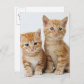 Carte Postale Deux chatons adorables (Devant / Derrière)