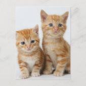 Carte Postale Deux chatons adorables (Devant)