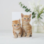 Carte Postale Deux chatons adorables (Debout devant)