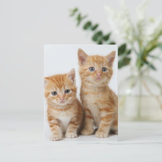 Carte Postale Deux chatons adorables (Debout devant)