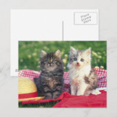 Carte Postale Deux Chatons Assis Sur Une Couverture Rouge (Devant / Derrière)