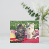 Carte Postale Deux Chatons Assis Sur Une Couverture Rouge (Debout devant)