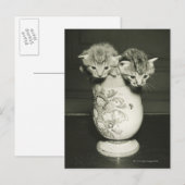 Carte Postale Deux chatons cachés dans le vase, (B&W) (Devant / Derrière)