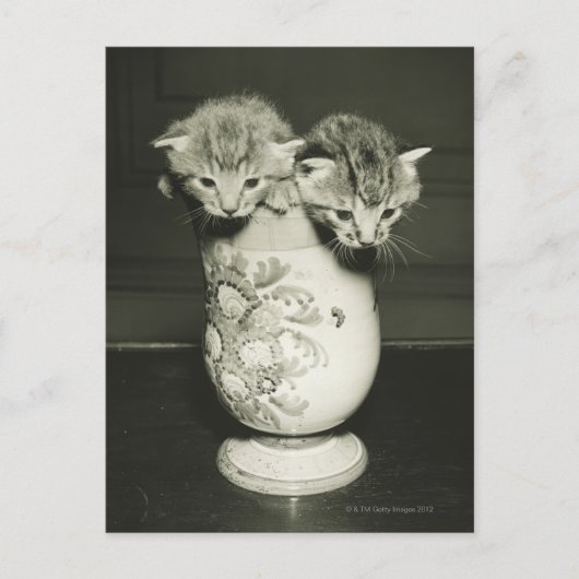 Carte Postale Deux chatons cachés dans le vase, (B&W) (Devant)