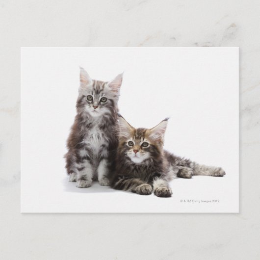 Carte Postale Deux chatons du chat coon du Maine (Devant)
