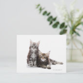 Carte Postale Deux chatons du chat coon du Maine (Debout devant)