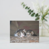 Carte Postale Deux chatons en rondins (Debout devant)