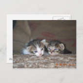 Carte Postale Deux chatons en rondins (Devant / Derrière)