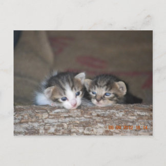 Carte Postale Deux chatons en rondins