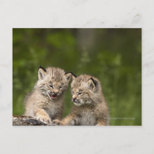 Carte Postale Deux Chatons Lynx Du Canada Jouent Sur Un Journal