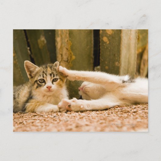 Carte Postale Deux chatons, Maroc (Devant)