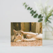 Carte Postale Deux chatons, Maroc (Debout devant)