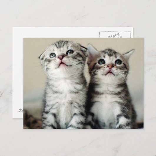 Carte Postale Deux chatons mignons (Devant / Derrière)