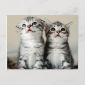 Carte Postale Deux chatons mignons (Devant)