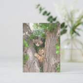 Carte Postale Deux chatons mignons sur un arbre (Debout devant)