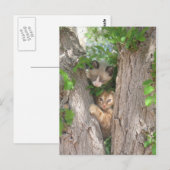 Carte Postale Deux chatons mignons sur un arbre (Devant / Derrière)
