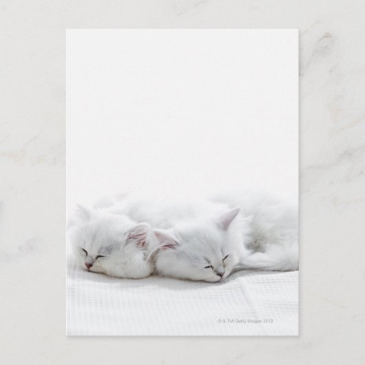 Carte Postale Deux chatons perse (Devant)