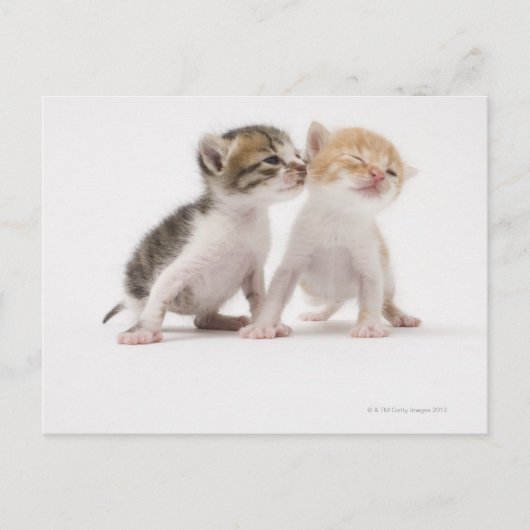 Carte Postale Deux chatons s'embrasser contre un arrière - plan (Devant)