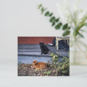 Carte Postale Deux chats dans la cour (Debout devant)