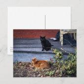 Carte Postale Deux chats dans la cour (Devant / Derrière)