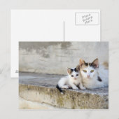Carte Postale Deux chats sur pas de pierre (Devant / Derrière)