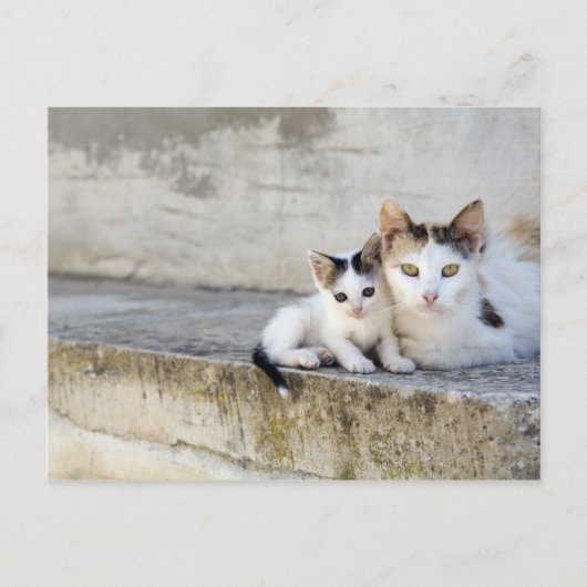 Carte Postale Deux chats sur pas de pierre (Devant)