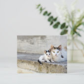 Carte Postale Deux chats sur pas de pierre (Debout devant)