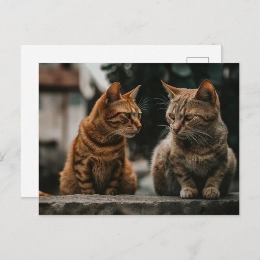 Carte Postale Deux chats Tom Parlant Drôle Chat (Devant / Derrière)
