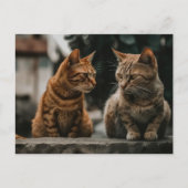 Carte Postale Deux chats Tom Parlant Drôle Chat (Devant)