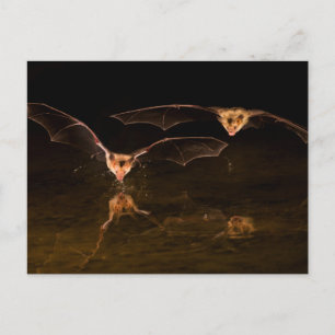 Carte Postale Deux chauves-souris survolant l'eau, Arizona